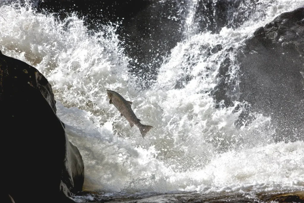 A fish leaping from a waterfall, providing information through its movement.