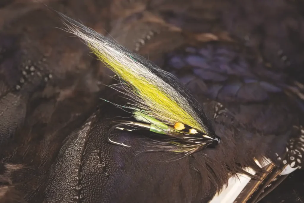 A classic Gaula fly perched on a feather.
