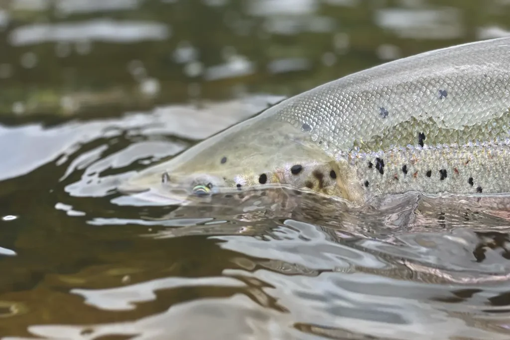 A detailed visual of a fish in the water.