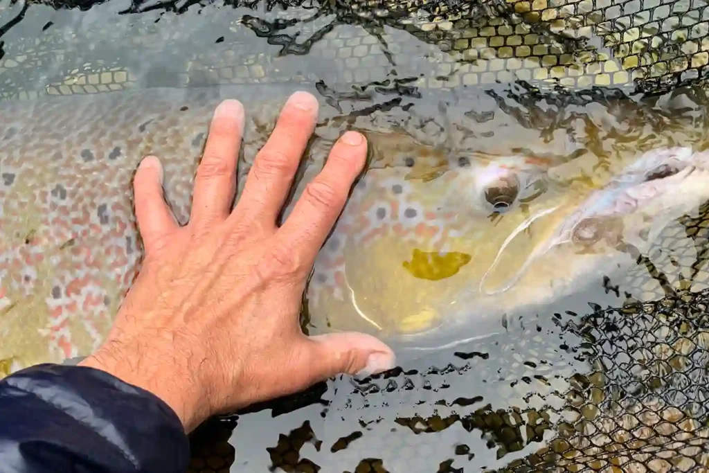 A person's hand petting a brown trout in the water.
